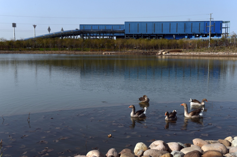 港口通過堆場防風網、壓艙水回收、干霧除塵、翻車機灑水改造等環保項目，實現了煤炭裝卸全過程抑塵，并運用多種手段治理含煤污水，建立起覆蓋全港區的生態治理體系。圖為11月8日，雁鵝在神華黃驊港生態濕地嬉戲覓食，生態濕地可以對含煤污水進行分級沉淀。（新華社記者 馬寧 攝）