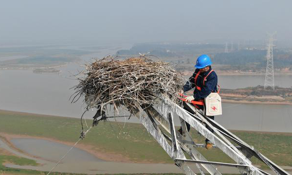 江西鄱陽湖是國家一級保護動物東方白鸛的重要越冬棲息地，湖區的輸電鐵塔成為東方白鸛喜愛的筑巢地。今年2月，國網江西電力南昌供電公司輸電管理中心的工作人員，在南昌市進賢縣青嵐湖水域中央的一座鐵塔上發現一對東方白鸛和一窩蛋。電力工人們遠遠地觀察著東方白鸛一家，看著小白鸛一點點長大，直到它們飛離鄱陽湖。隨著天氣轉冷，大批候鳥飛抵鄱陽湖。因為東方白鸛習慣飛回舊巢，電力部門為了保障輸電設施安全給這座鐵塔安裝了防鳥糞設備，還專門安排工人上塔對鳥巢進行加固，既保供電又保候鳥。圖為12月12日，電力工人爬上鐵塔加固鳥巢。新華社發（邱良勝 攝）