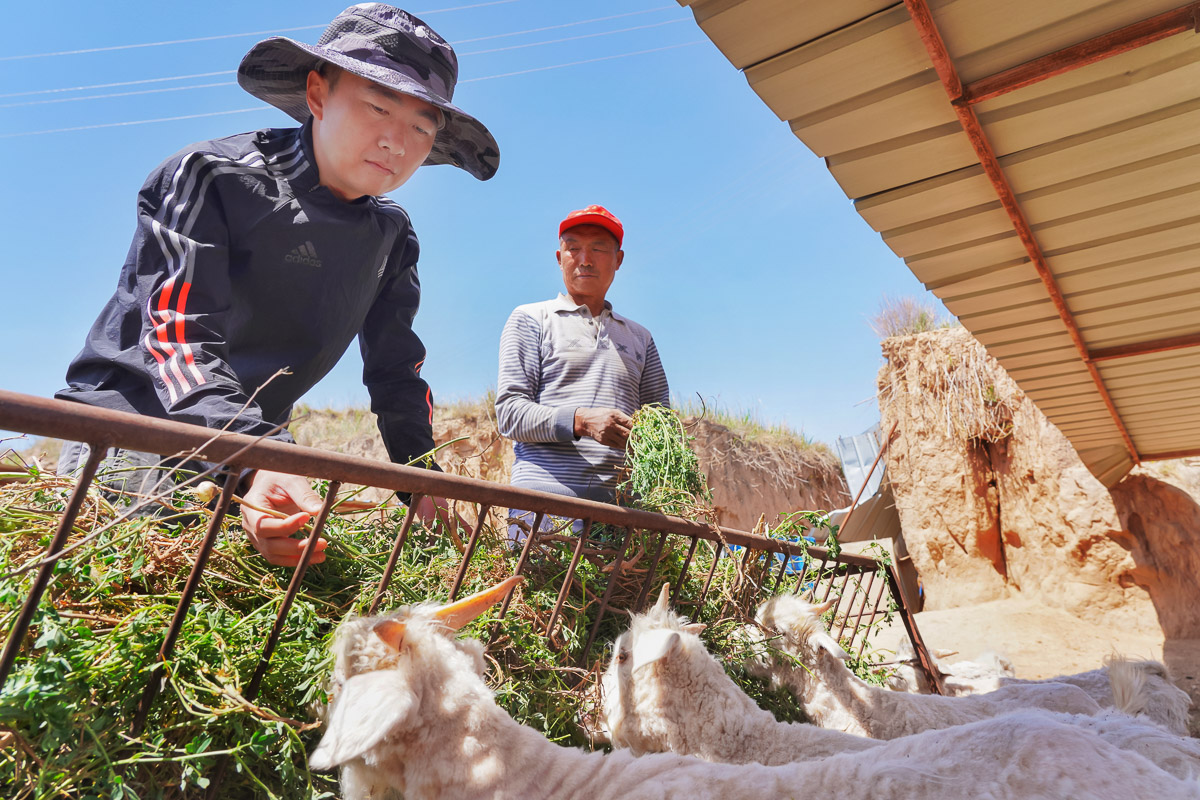 2018年底，受國家能源集團所屬神東煤炭公司委派，高飛到陜西米脂縣管家咀村擔任掛職第一書記，兼任駐村扶貧工作隊隊長。圖為高飛（圖左）了解村民湖羊養殖情況，籌備新建湖羊養殖基地。