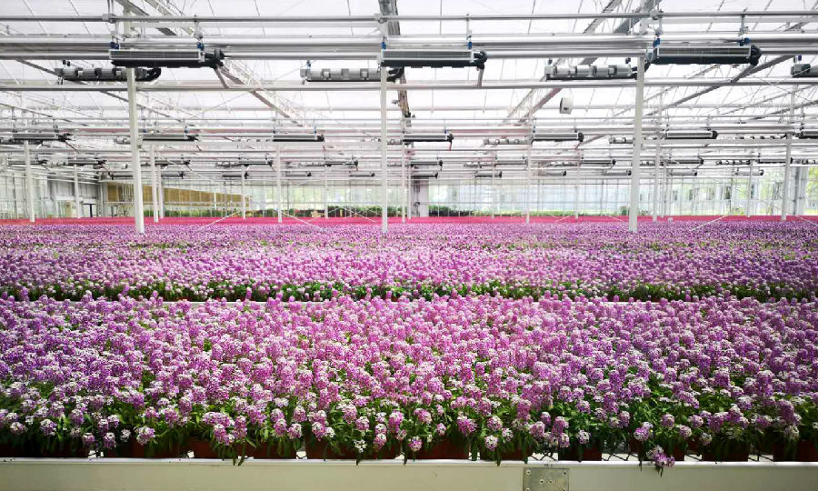 2019年中國北京世界園藝博覽會設有多間國際展館，許多植物從國外運來，防范物種入侵和外來蟲害成為重點工作之一。中國航天科工利用智慧農業技術為世園會打造了植物檢驗檢疫隔離與園藝技術服務區，該服務區是世園會各種奇花異草的“防疫站”和“療養院”，確保它們健康地迎接游客。圖為植物檢驗檢疫隔離與園藝技術服務區一隅。