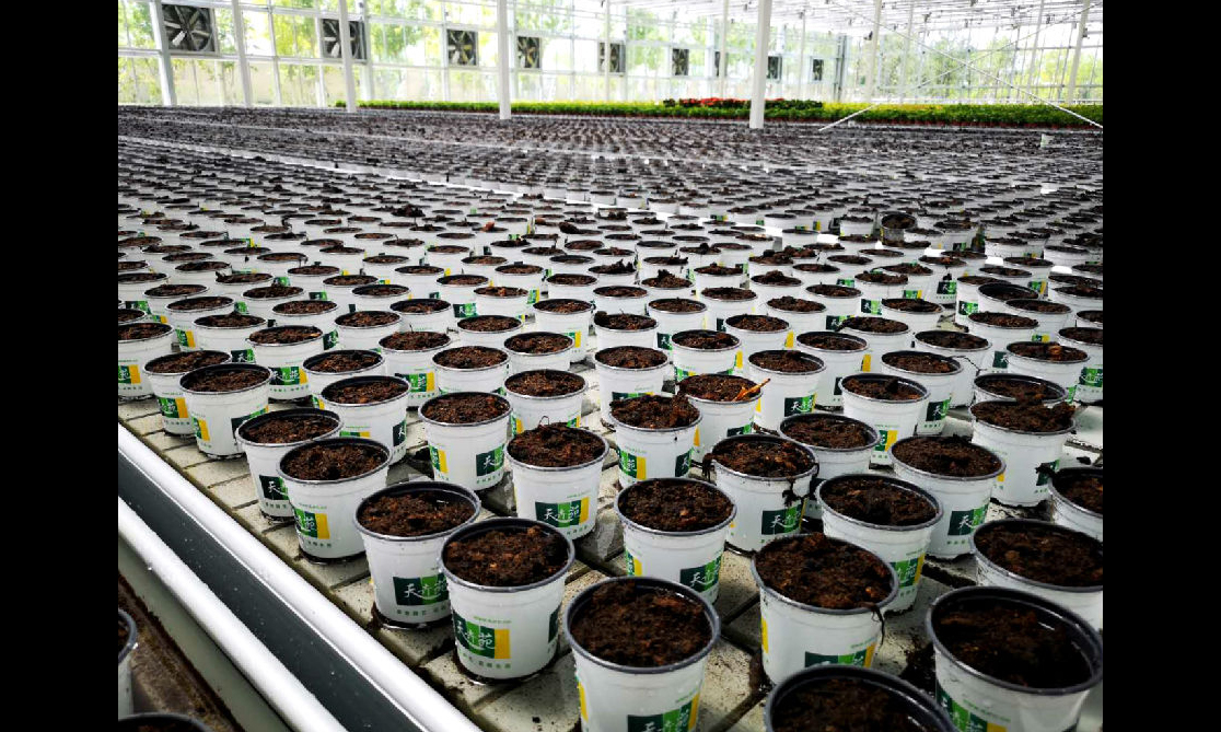 其中，集成屋面天窗系統、外遮陽降溫系統、室內雙層簾幕遮陽保溫系統、施肥和灌溉及智能化控制系統等多種航天智慧農業的科技技術，將國際頂尖的溫室設計建造和智慧農業融合為一體，詮釋了本屆世園會“讓園藝融入自然，讓自然感動心靈”的理念。圖為植物檢驗檢疫隔離與園藝技術服務區一隅。