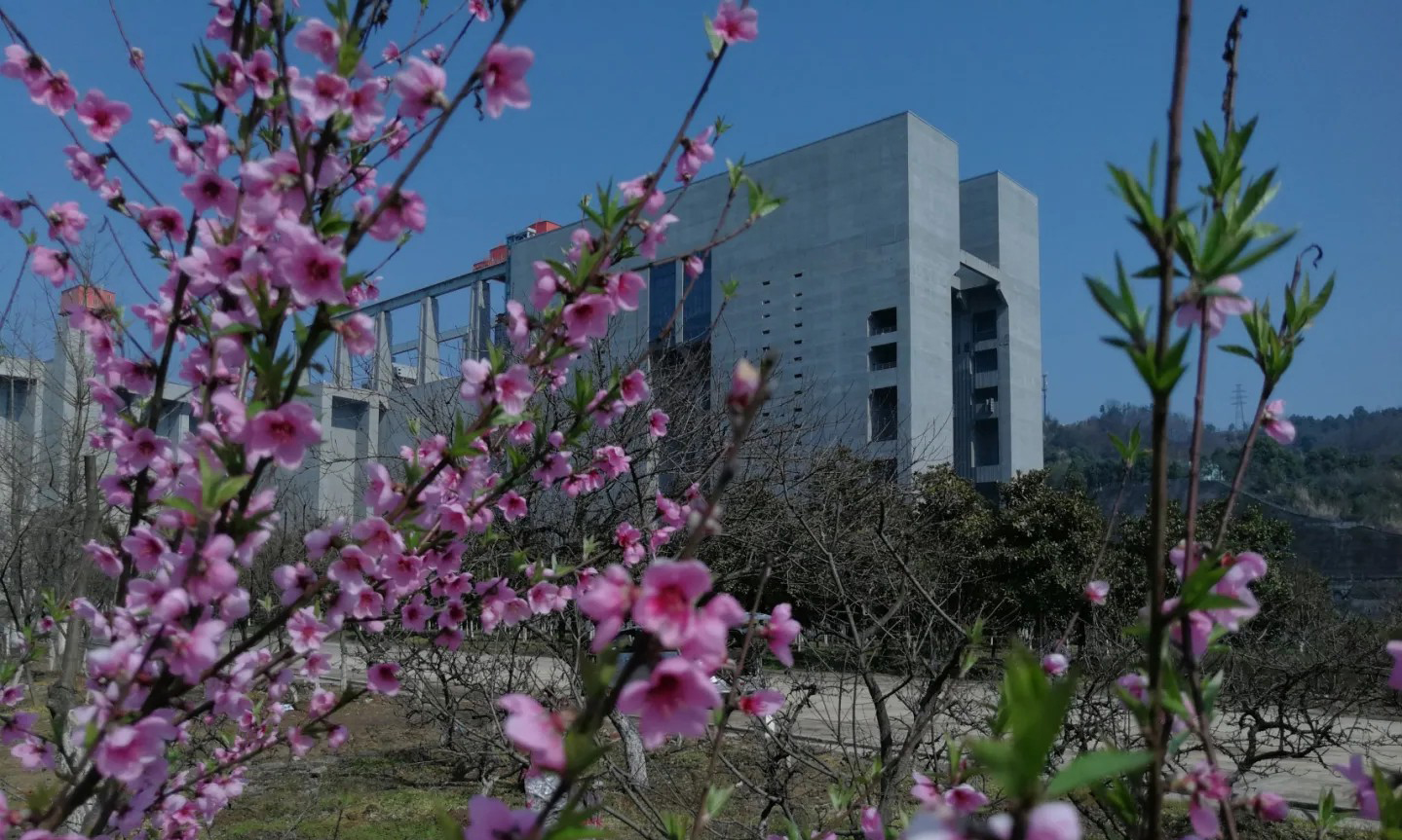 近期，世界最大水利樞紐三峽工程兩岸各色山花開放，春意正濃。中國三峽集團的攝影愛好者紛紛定格這美好的瞬間。（湯偉 攝）