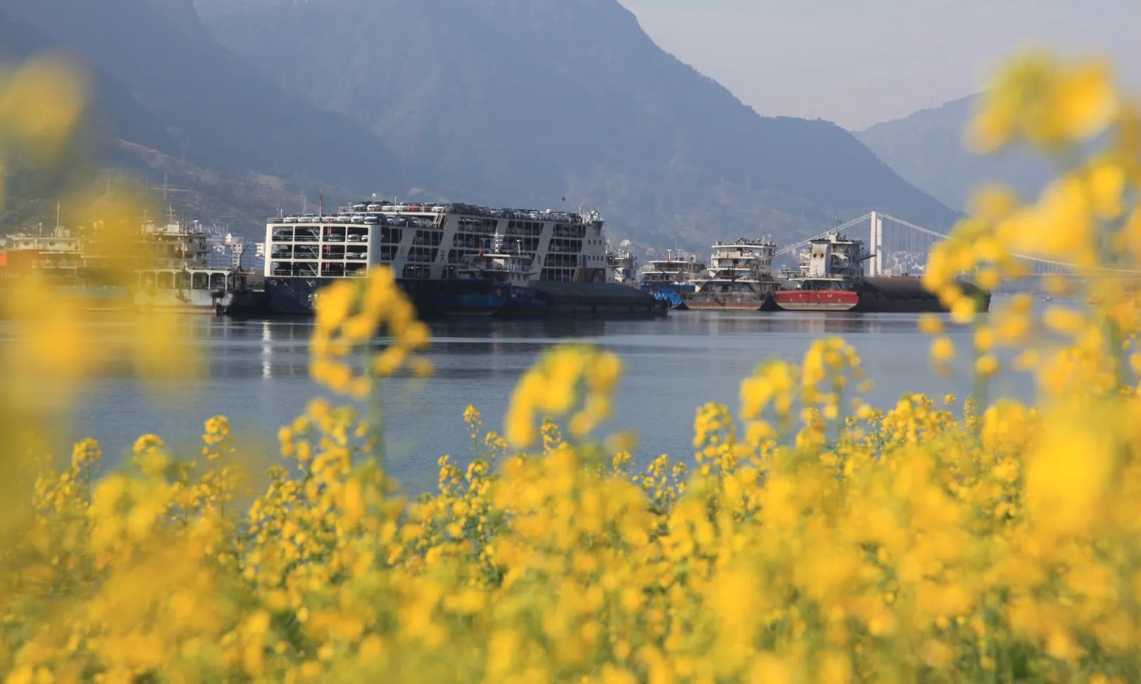 近期，世界最大水利樞紐三峽工程兩岸各色山花開放，春意正濃。中國三峽集團的攝影愛好者紛紛定格這美好的瞬間。（湯偉 攝）