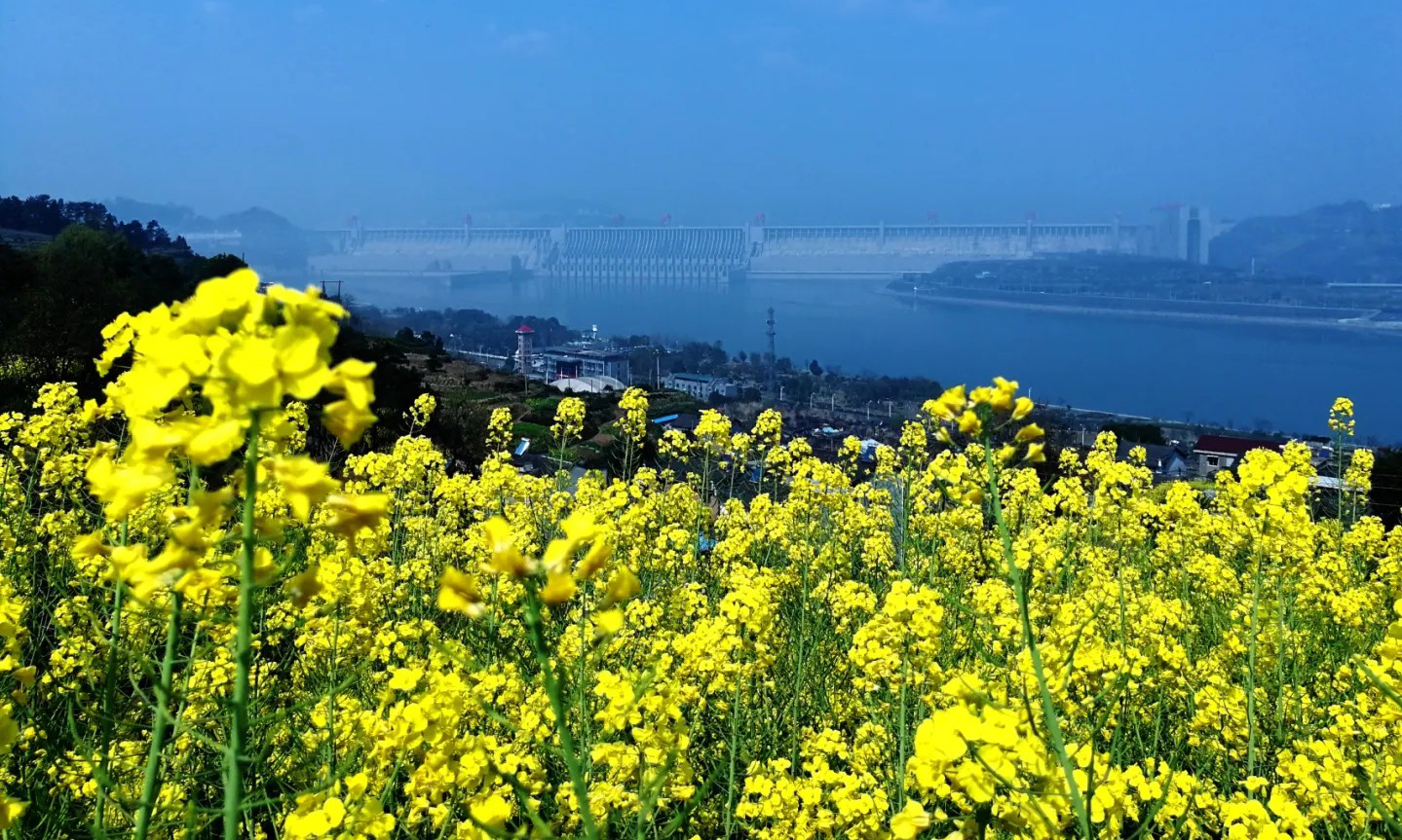 近期，世界最大水利樞紐三峽工程兩岸各色山花開放，春意正濃。中國三峽集團的攝影愛好者紛紛定格這美好的瞬間。（湯偉 攝）