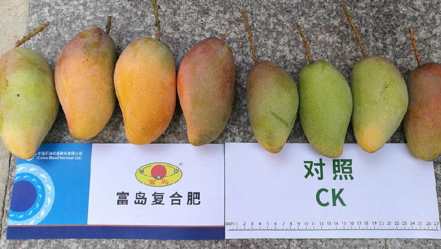 據了解，富島公司為扶貧村民送去17噸農資肥料，幫助解決村民的燃眉之急。圖為用富島復合肥與用普通化肥種出來的芒果對比。