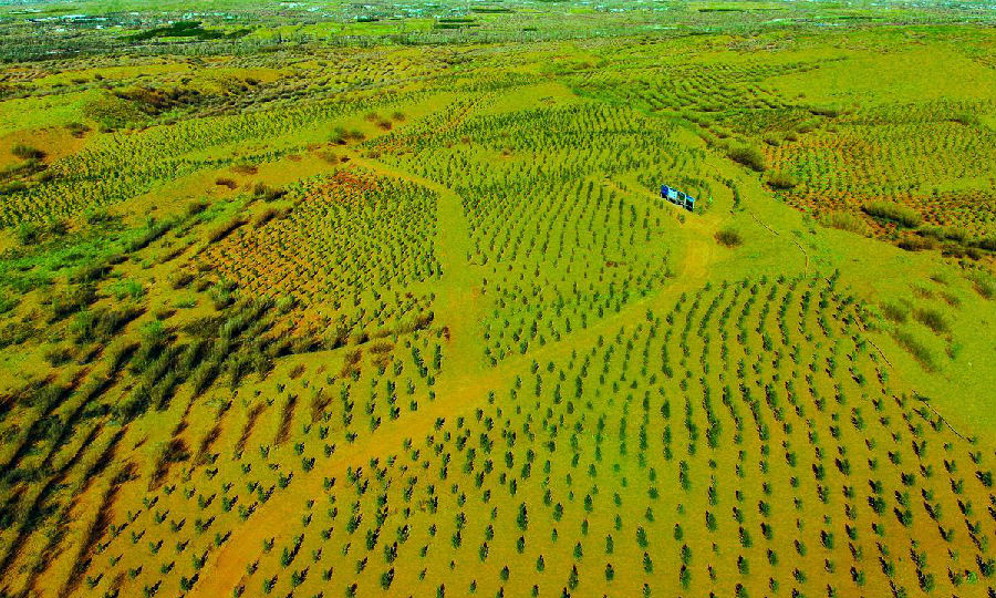 近年來國家能源集團堅持清潔發展，開展植樹造林活動，助推生態環境改善。截至2021年3月12日，國家能源集團國電內蒙古能源公司經過半年的持續施種，已將6萬余棵樟子松種滿在500畝毛烏素沙漠中。今后，該公司還將繼續努力，力將3000余畝沙漠區域逐步變成綠洲。（孫丁 攝）