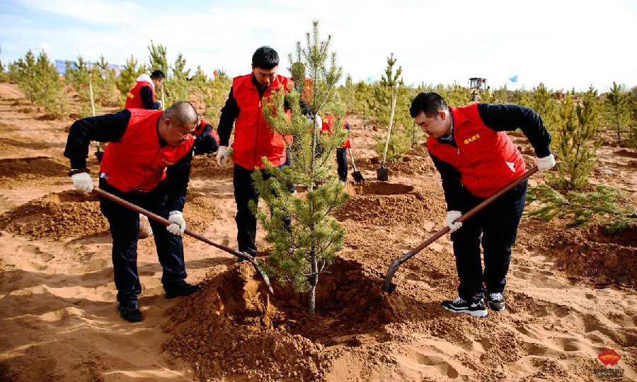 圖為種植現場。（孫丁 攝）