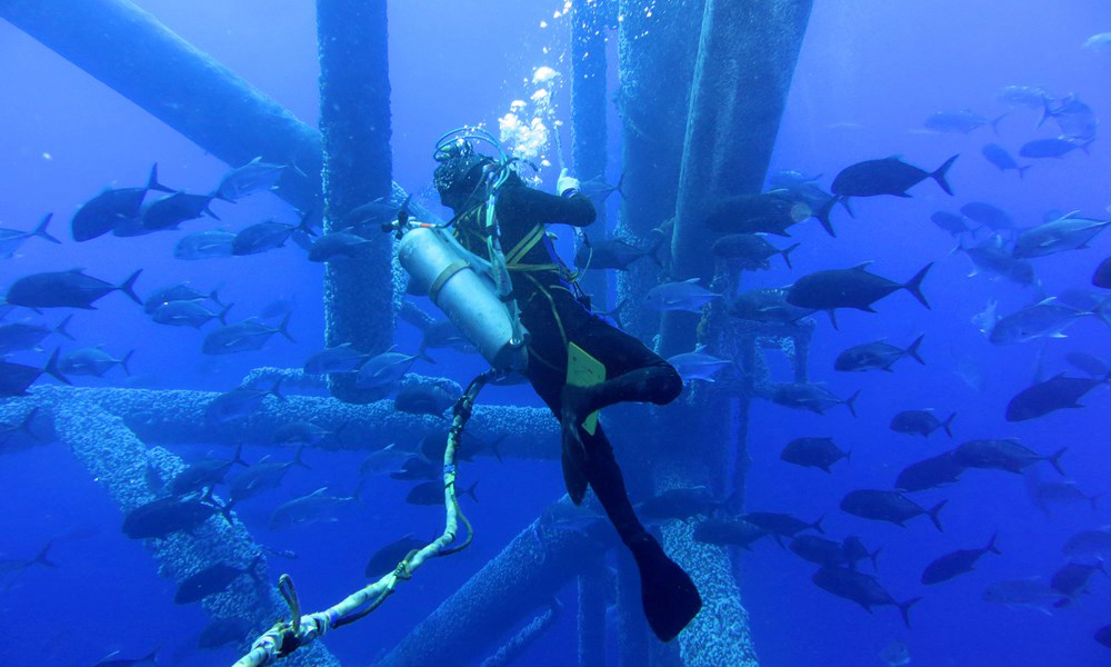 近年來，隨著中國海油深入推進綠色低碳戰略，海上油田生態環境持續向好，“海油蛙人”被海洋生物“圍觀”的現象越來越多，呈現出人與自然和諧共生的美好畫面。圖為測量平臺水下結構尺寸時，“海油蛙人“與魚群擦肩而過。