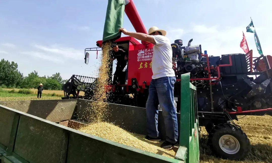 與此同時，夏收工作也正大面積在河南開展。“東方紅”也活躍在這里，助力農戶增產增收。