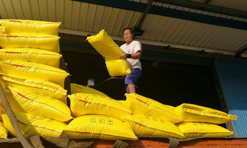 近日，海南東方，使用了中國海油中海化學生產的“富島”牌肥料后，龍須菜種植戶喜獲豐收，目前正在采摘上市。圖為中海化學富島公司積極組織發運，保障化肥市場供應。