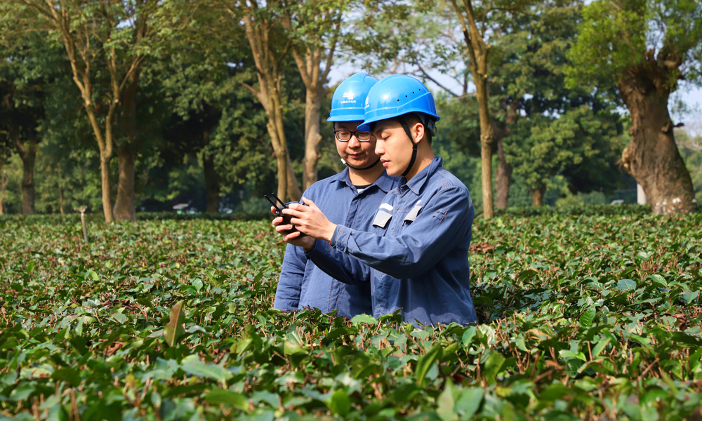 當前，各地春茶陸續迎來了采摘旺季，茶農正抓緊晴好天氣采茶，大地上氤氳著悠悠茶香。南方電網公司各單位細化保電措施，大力推進農網鞏固提升，加強用電安全指導，全力服務春茶用電需求，助力茶產業增效、茶農增收。圖為近日，南方電網廣東清遠英德供電局英紅供電所配電運維班工作人員使用無人機對茶園的電力線路進行巡視檢查。吳慶凰 攝