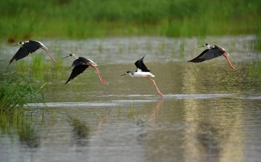 為解決臺風過境造成的洪澇災害和水土流失問題，中交二航局廣州橫瀝土地開發項目在3.3公里長城市外江水系，種上13萬平方米天鵝絨草，以種草替代傳統綠網覆蓋，涵養水源、凈化空氣，使橫瀝島尖成為草長鳶飛，白鷺成雙的城市生態綠地。