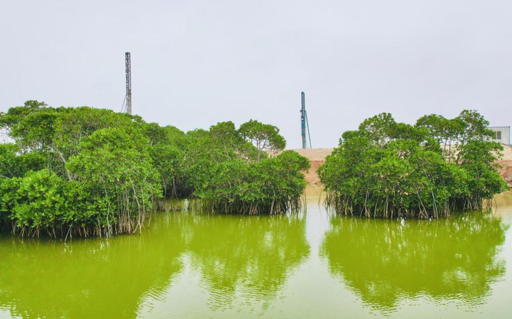 為了保護素有“海岸衛士”之稱的紅樹林，中交三航局海南文昌鋪前中心漁港項目專門制定了保護措施，優化了5個施工方案，對項目區域內的養殖塘進行有序清退，細化目標任務和實施區域，截至目前，項目共清退養殖塘約3000平方米。