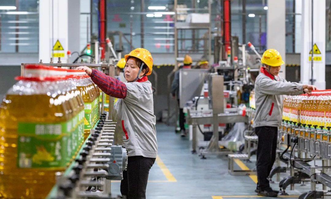 重慶糧食集團凱欣油脂公司燈檢人員在包裝車間核對食用油在線生產相關信息。郭志如 攝