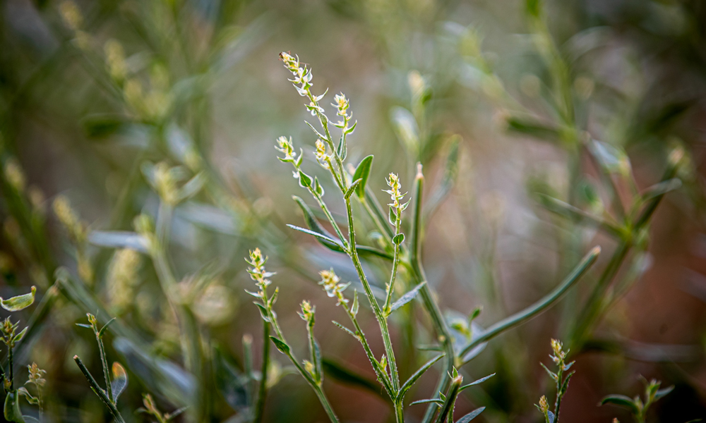 看似細小的沙芥，卻有著頑強的生命力，扎入地下的根系是莖高的3倍。沙蒿、沙打旺等植物也都在光伏板下落地生根，用點點新綠為沙海帶來無限生機。