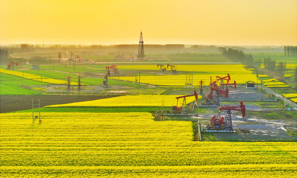 近日，江漢油田潭口油區開發現場附近的油菜花盛開，紅色的抽油機點綴其間、上產正忙，一派生機勃勃的景象。 