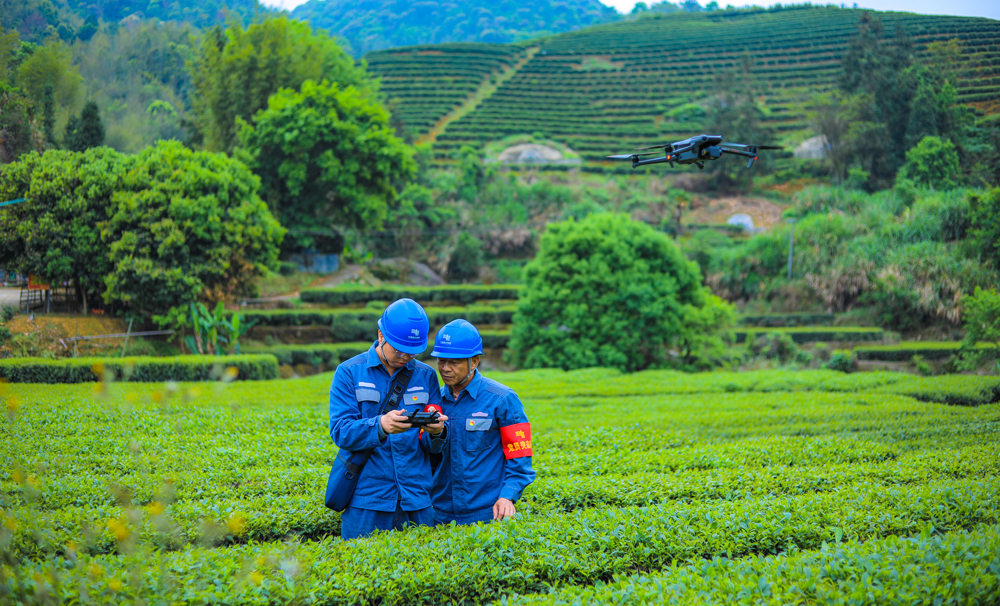 南方電網廣東河源紫金供電局工作人員前往各個茶園，利用無人機對供電線路設備開展巡視。