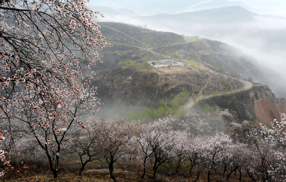 近日，長慶油田采油三廠新寨作業區百花盛開，一派生機勃勃景象。抓質量、提速度，新寨作業區油井上產提速“進度條”拉滿，高質量完成吳433區域油井措施13口，正在施工3口，累計措施增油超過450噸，為完成全年各項任務指標奠定了堅實基礎。