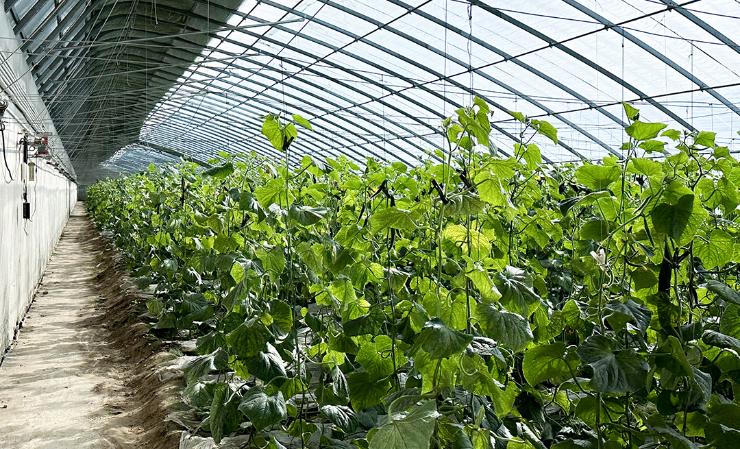 招商局幫扶新疆莎車縣戈壁產業園大棚內景。