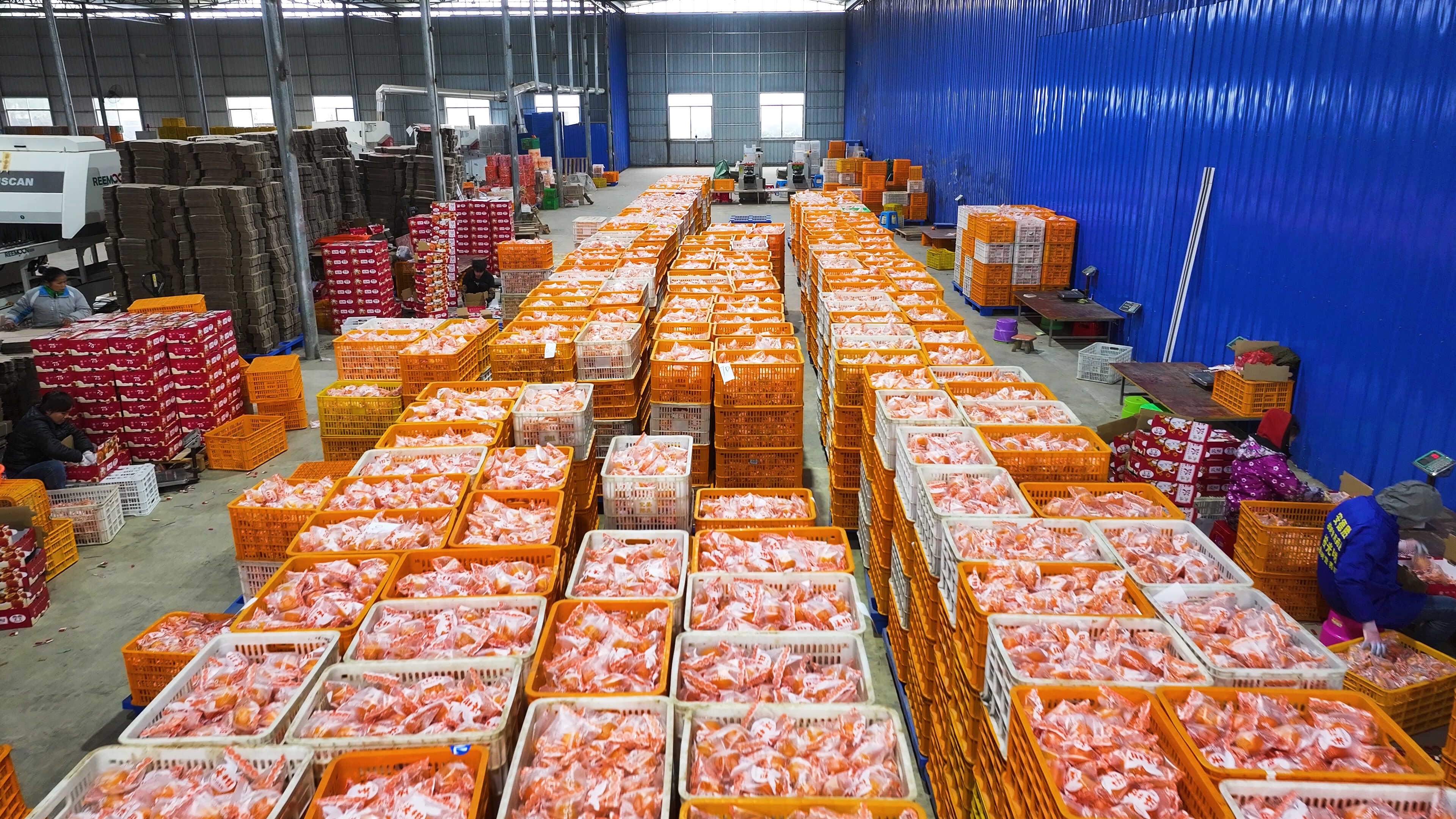 廣西現代物流集團積極推動“南果北運 北糧南運”.jpg