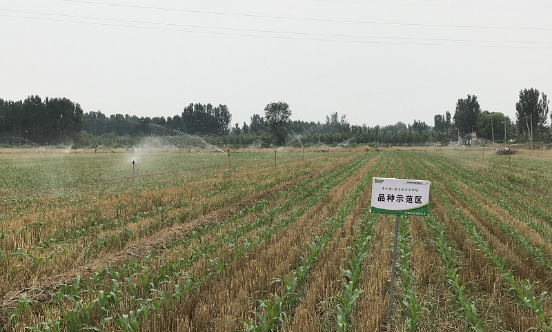 張鳳霞告訴記者，以傳統大水漫灌的方式1畝地需要60-90方左右的水；使用立桿式自動搖臂微噴灌溉系統，可降低人工成本90%，減少50%灌溉農業用水量，減少30%化肥使用量，從而提高經濟效益。（國務院國資委網站 宋詞 攝）