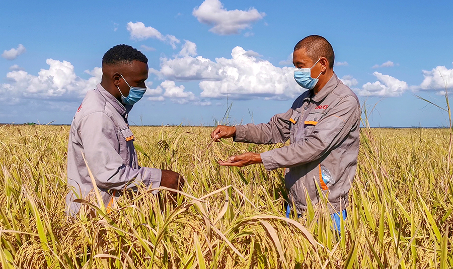 本種植季中，該項目在修復上一季3.7萬畝農田的基礎上，新增復墾農田3000畝，使水稻種植總面積突破4萬畝。為做好本季種植工作，項目部自6月份收儲工作結束后，便著手平整農田、提前選種等工作，并積極克服疫情期間國際物流不穩定、當地員工不充裕等困難，加強農藥化肥等農資采購、海運工作，統籌人員分工，確保各項工作順利推進。總結前3年種植經驗，提前播種，引入先進種植技術和資源，采用多種播種模式，提高了種植速度及幼苗成活率。圖為項目管理人員為合作種植戶傳授經驗。